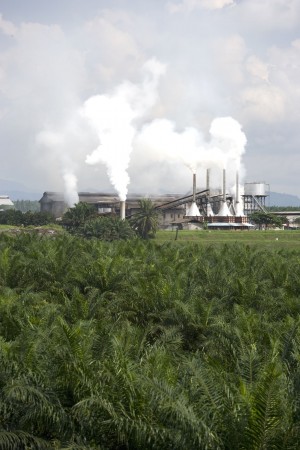 refineria aceite de palma